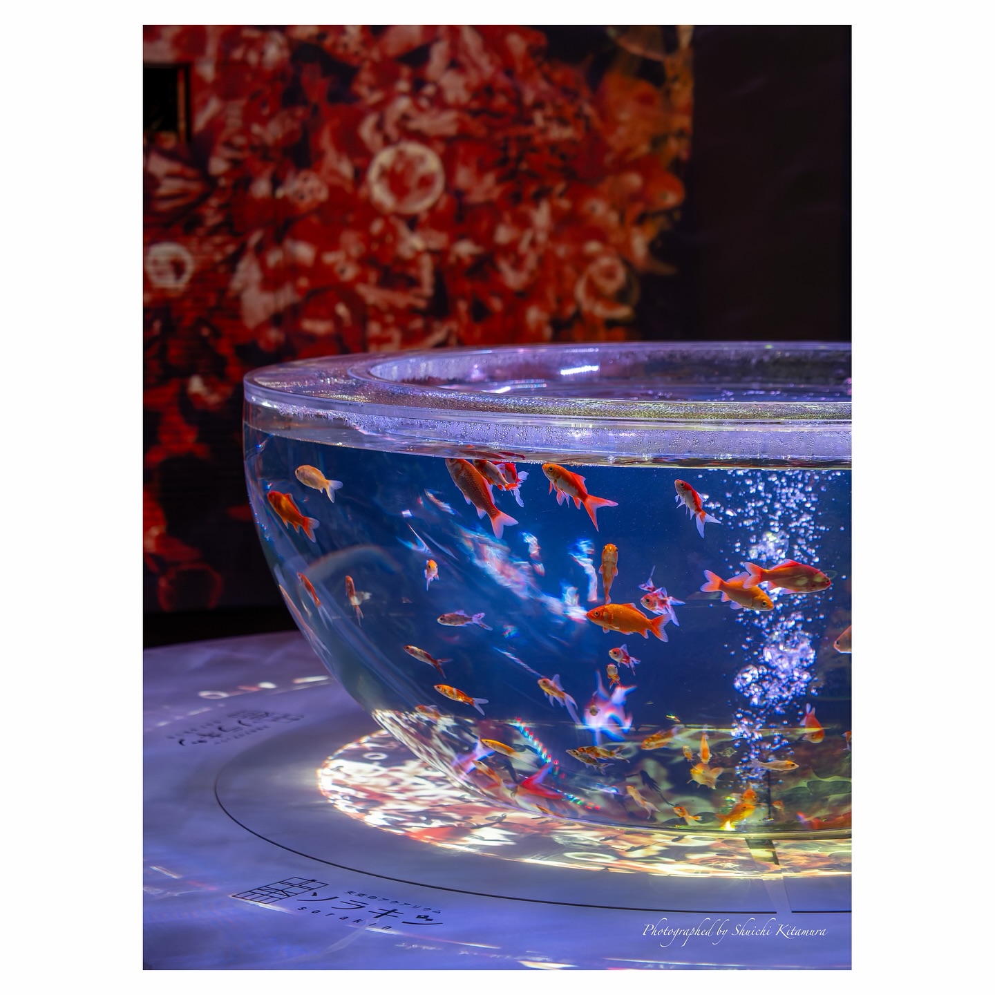 ゴールドタワー 天空のアクアリウム ソラキン