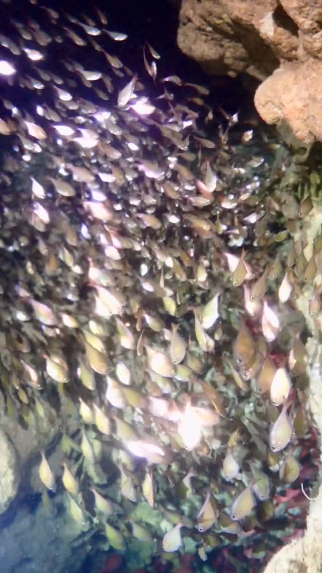 ピンクマーリンクラブ