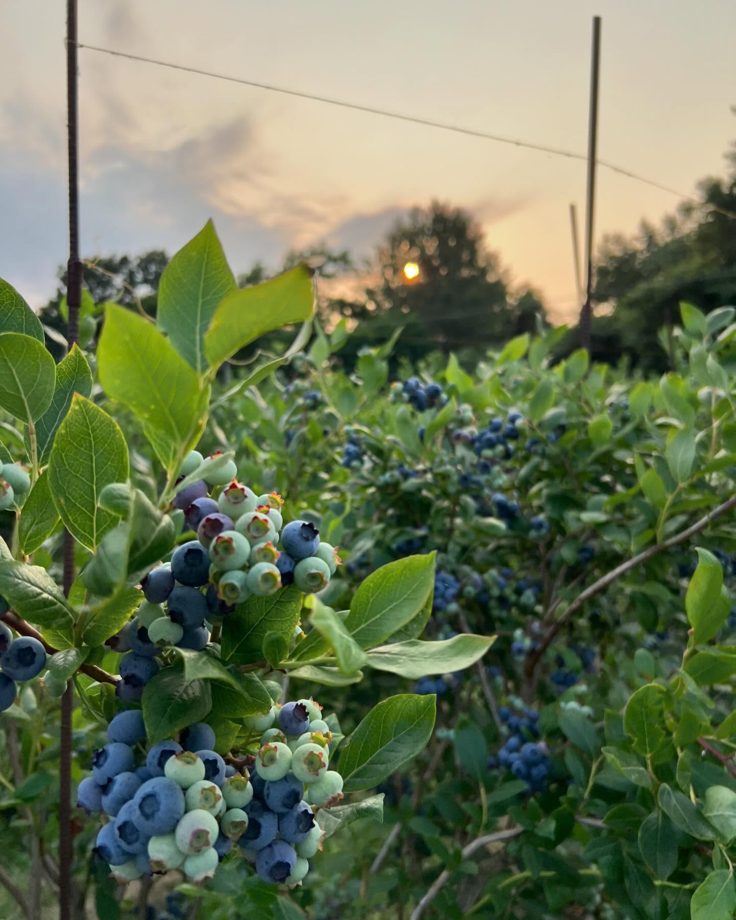 ブルーベリーさっぽろ