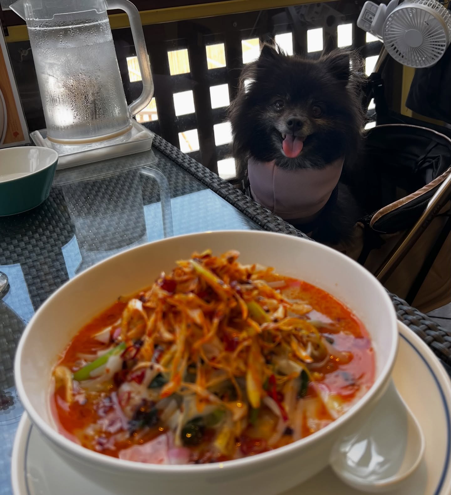 ドッグズアイランド