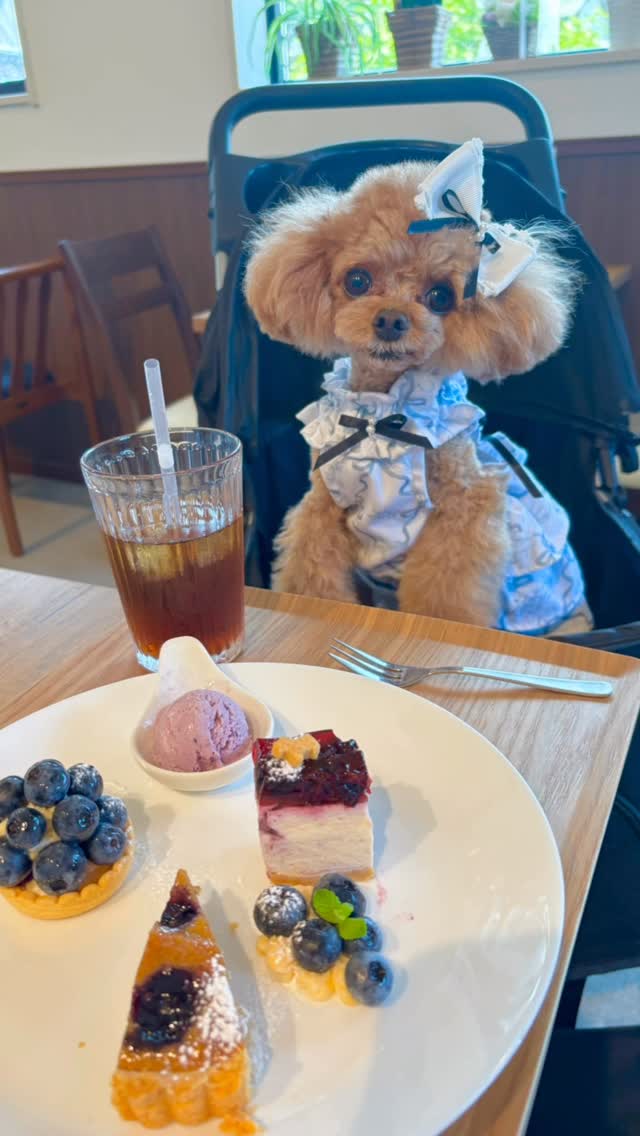 Cafe アニーの庭