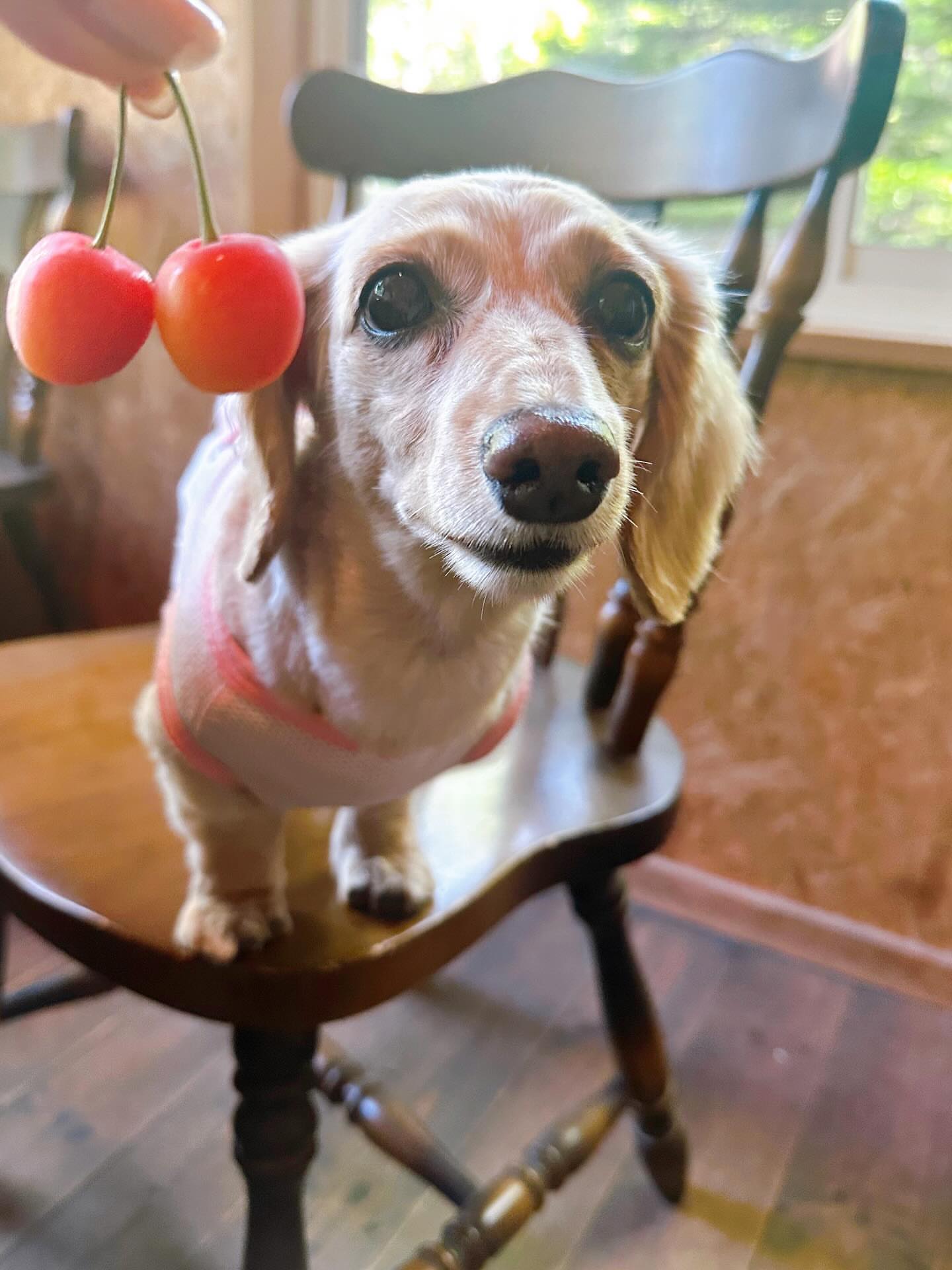 森のカフェレストラン