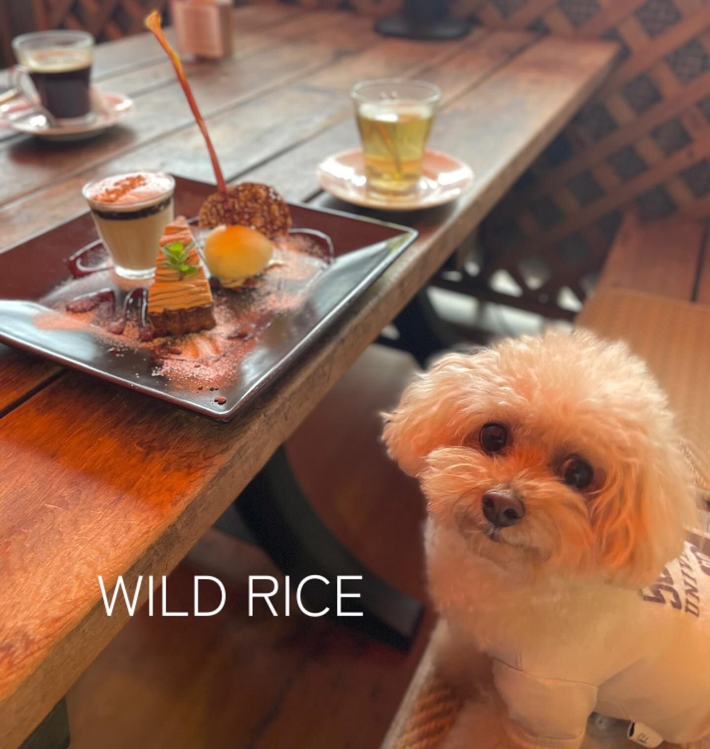 WILD RICE