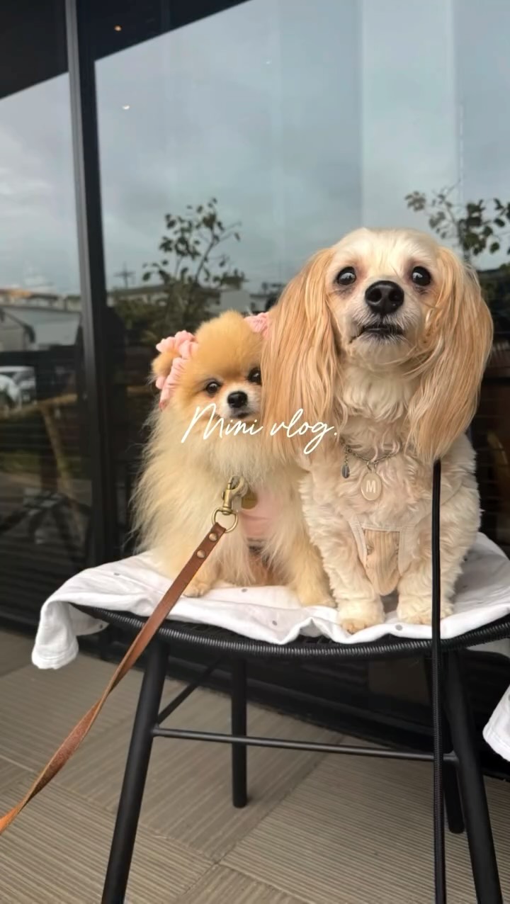 スターバックスコーヒー カインズ会津若松店