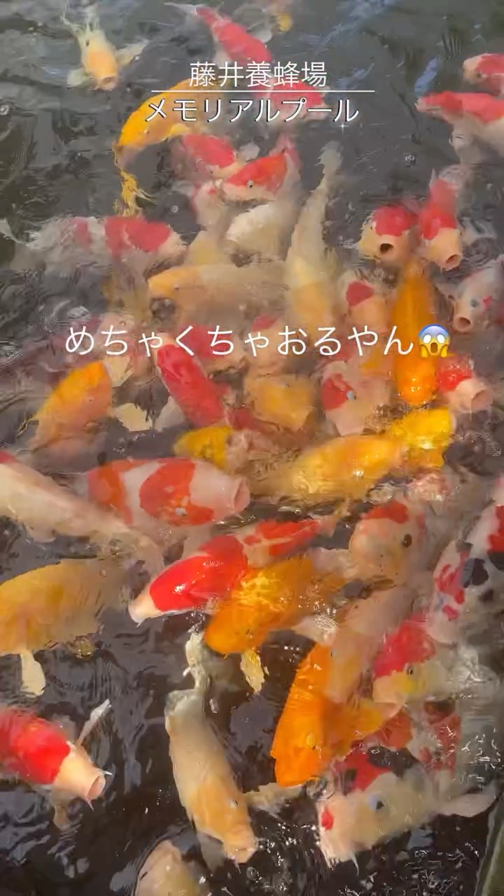 藤井養蜂場 ビーズファーム