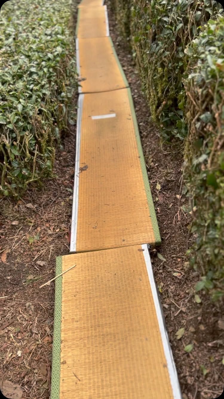 ㈱朝日園 駿河店茶房遊